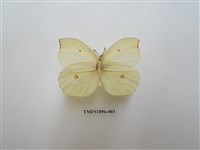 藏品(圓翅鉤粉蝶)的圖片